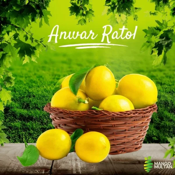 Anwar Ratol - Image 3