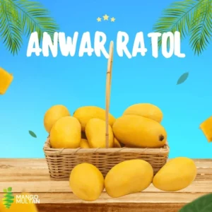 Anwar Ratol