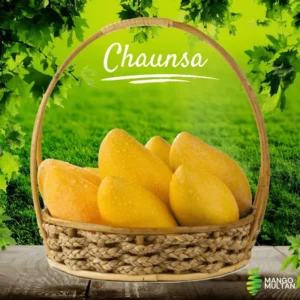 Chaunsa (Late)
