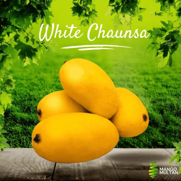 White Chaunsa (Late) - Image 3