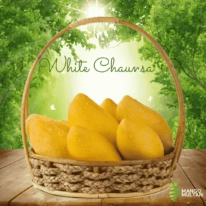 White Chaunsa (Late)
